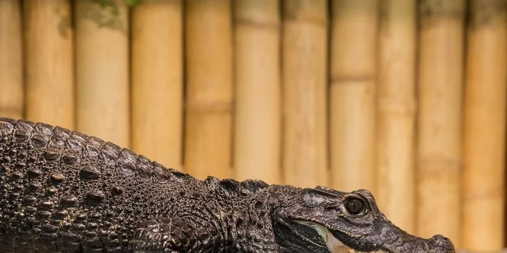 Vstupné do Krokodílej ZOO alebo Vodné plazy naživo
