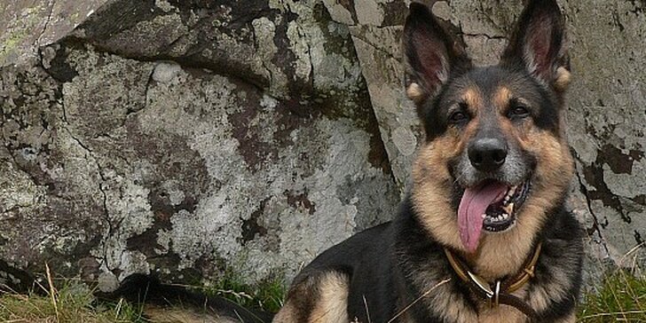 Výcvik a výchova psov Canislog Poprad - výcvik s dochádzkou majiteľa a psa