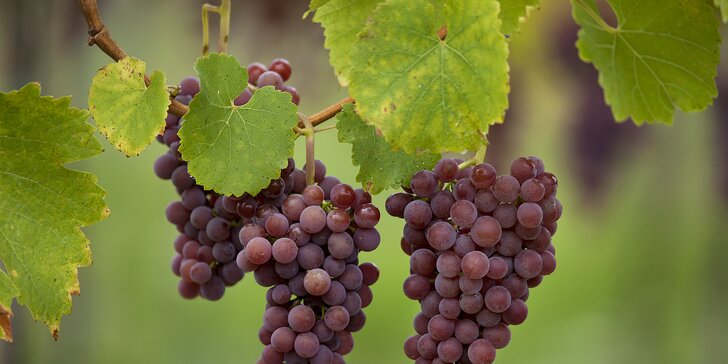 Počas troch víkendov vinárom: práca na vinici aj relax vo wellness pre dvoch