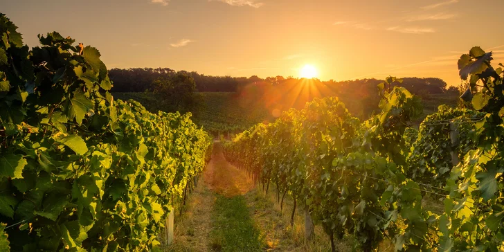 Počas troch víkendov vinárom: práca na vinici aj relax vo wellness pre dvoch