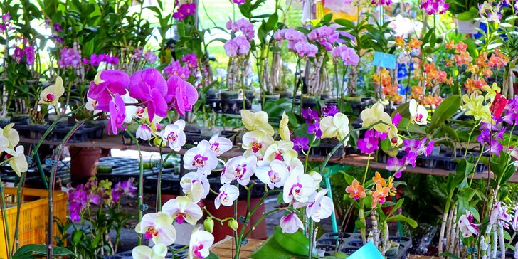 Jedna z najväčších výstav orchideí v Európe a kláštor Klosterneuburg