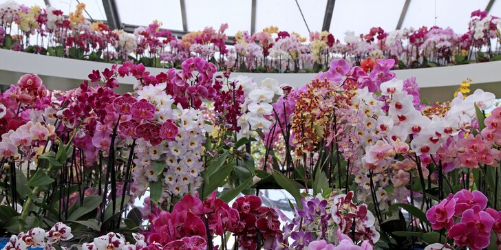 Jedna z najväčších výstav orchideí v Európe a kláštor Klosterneuburg