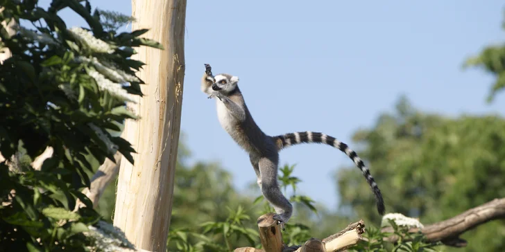 Zámok Schönbrunn a najstaršia ZOO v Európe