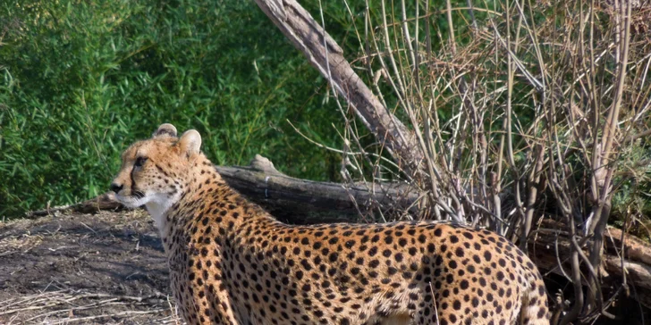 Zámok Schönbrunn a najstaršia ZOO v Európe