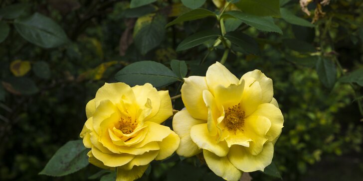 Slávnosť ruží v Badene a zámok Mayerling