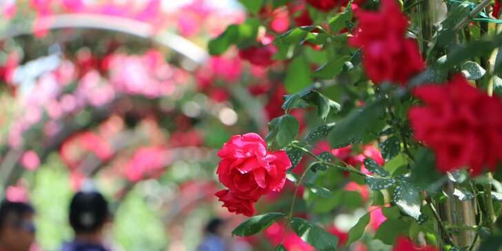 Kúsok tajomna aj romantiky: zájazd na zámok Mayerling aj na festival ruží v Badene