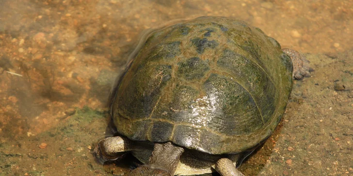 Národný park Donau Auen, zámok Orth a nákupy v Primarku