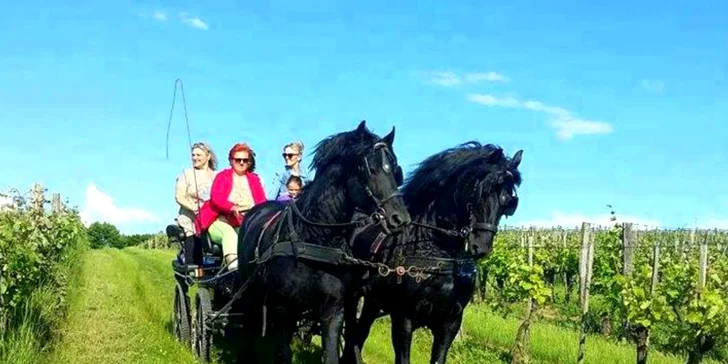 Jazda konským záprahom po Pezinku či okolo Panholca