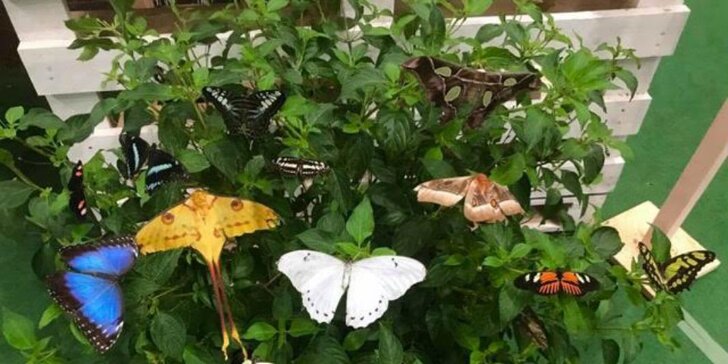 Celodenná vstupenka do motýlej záhrady