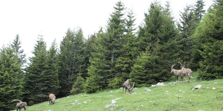 Medvedia tiesňava v Rakúsku - poznávací zájazd