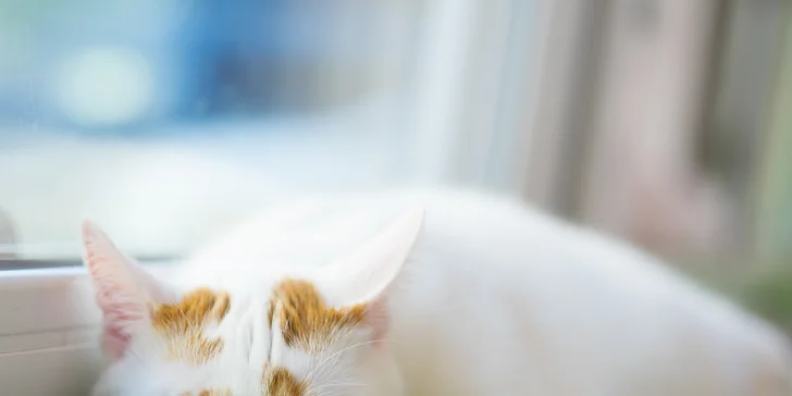 Káva s koláčom alebo toastom v Mňau café