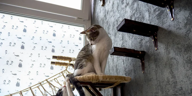 Káva s koláčom alebo toastom v Mňau café