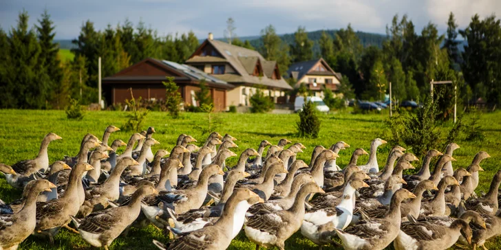 Rodinný pobyt v krásnej Oravskej prírode s aktivitami + vstupom do wellness resortu ORAVSKÝ HÁJ GARDEN HOTEL & RESORT