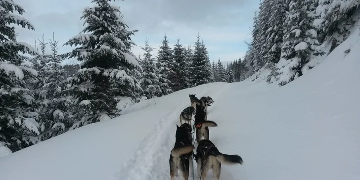 Jazda na psom záprahu. Zážitok na celý život!