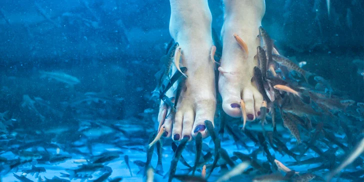 Fish therapy - pedikúra rybičkami Garra rufa