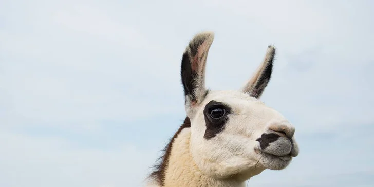 Najlepší darček: Rodinné vstupenky do Farmaparku až pre 5 osôb