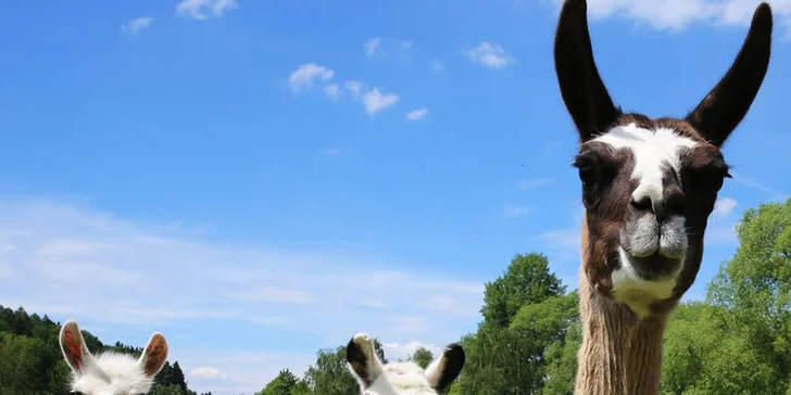Najlepší darček: Rodinné vstupenky do Farmaparku až pre 5 osôb