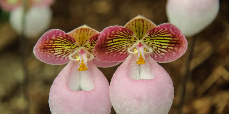 Výstava orchideí, čokoládovňa a kláštor Klosterneuburg