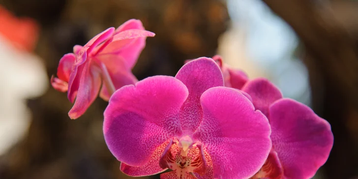 Výstava orchideí, čokoládovňa a kláštor Klosterneuburg