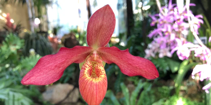 Výstava orchideí, čokoládovňa a kláštor Klosterneuburg