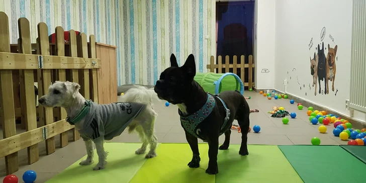 Dokonalé miesto pre vašich psíkov - denná škôlka DOGY!