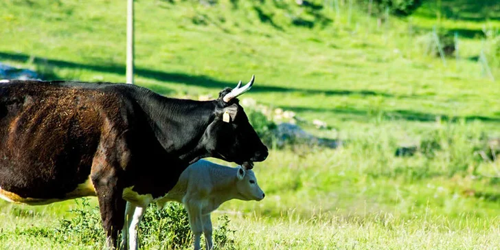 Leto na farme Super Farm plné dobrodružstiev a skvelých zážitkov!