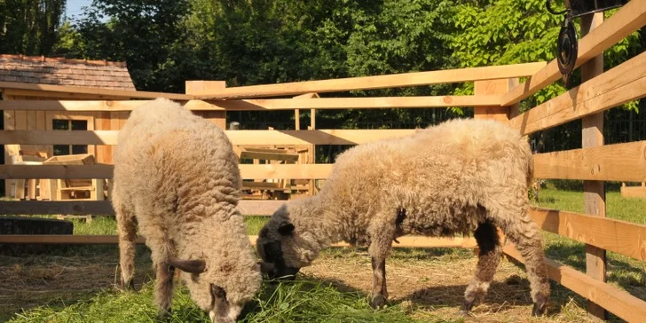 Leto na farme Super Farm plné dobrodružstiev a skvelých zážitkov!