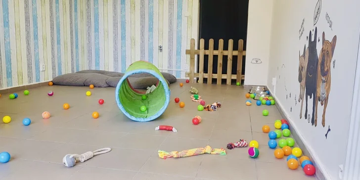 Dokonalé miesto pre vašich psíkov - denná škôlka DOGY!