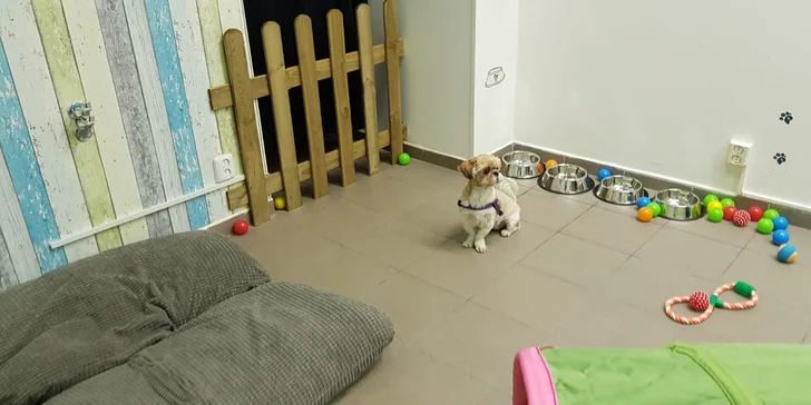 Dokonalé miesto pre vašich psíkov - denná škôlka DOGY!