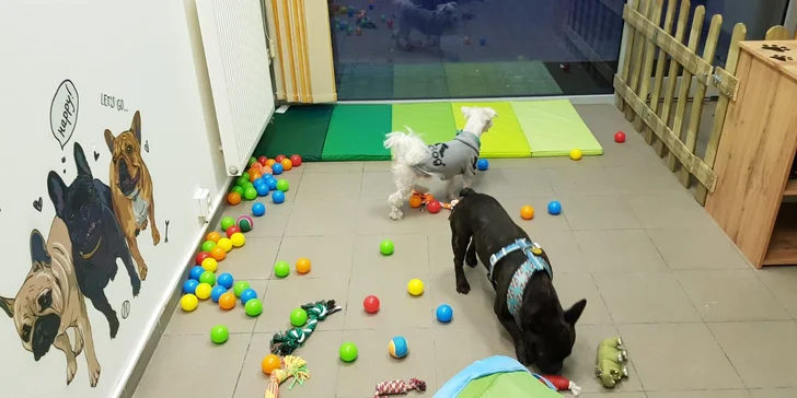Dokonalé miesto pre vašich psíkov - denná škôlka DOGY!