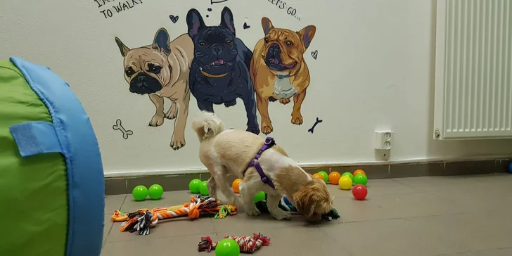 Dokonalé miesto pre vašich psíkov - denná škôlka DOGY!