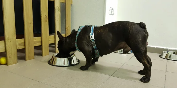 Dokonalé miesto pre vašich psíkov - denná škôlka DOGY!