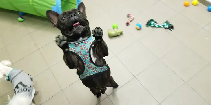 Dokonalé miesto pre vašich psíkov - denná škôlka DOGY!