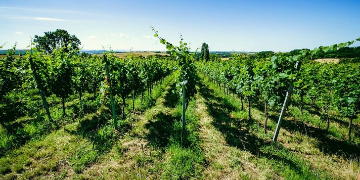 Dovolenka v prírode južnej Moravy: vyžitie pre celú rodinu v krásnom areáli rodinného vinárstva