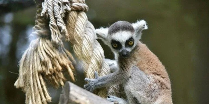 Vyhliadková jazda vláčikom Blaváčikom po Bratislave, do ZOO, na hrad Devín, na Železnú studničku