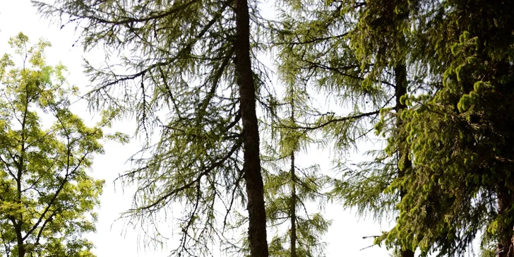 Veveričí lanový park na Štrbskom Plese - zážitok pre celú rodinu