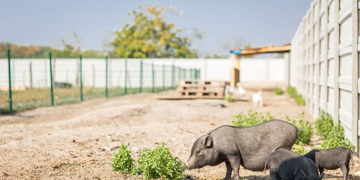 Netradičný pobyt neďaleko Bratislavy: Včelí Majer s mini zoo a možnosťou apiterapie