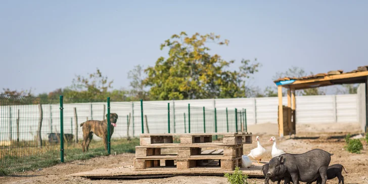 Netradičný pobyt neďaleko Bratislavy: Včelí Majer s mini zoo a možnosťou apiterapie