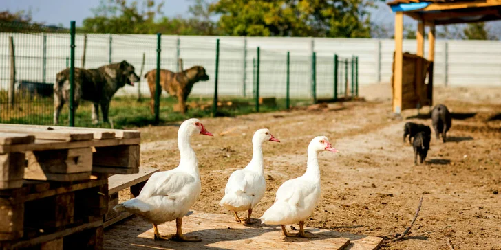 Netradičný pobyt neďaleko Bratislavy: Včelí Majer s mini zoo a možnosťou apiterapie