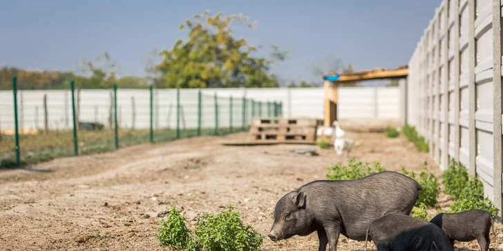 RODINNÝ VČELÍ MAJER: prehliadka majera aj jazda na poníkovi