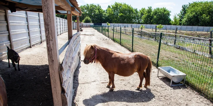 RODINNÝ VČELÍ MAJER: prehliadka majera aj jazda na poníkovi