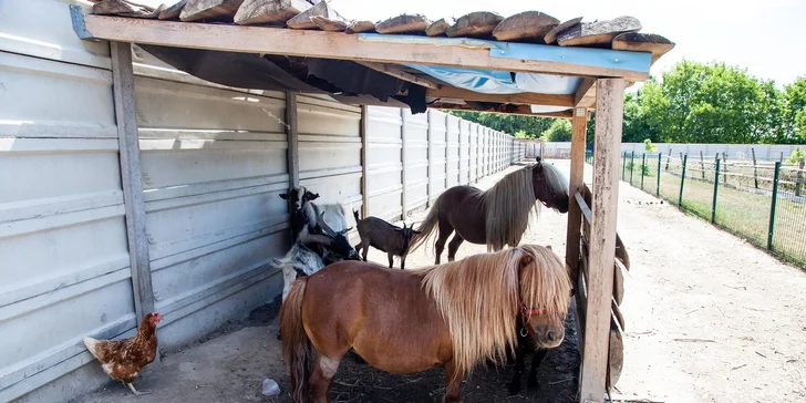 Netradičný pobyt neďaleko Bratislavy: Včelí Majer s mini zoo a možnosťou apiterapie