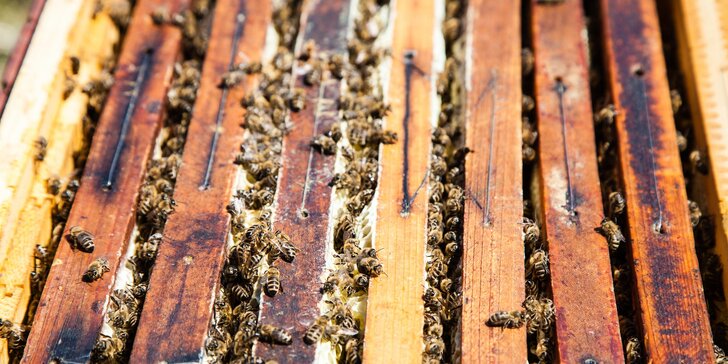 Netradičný pobyt neďaleko Bratislavy: Včelí Majer s mini zoo a možnosťou apiterapie