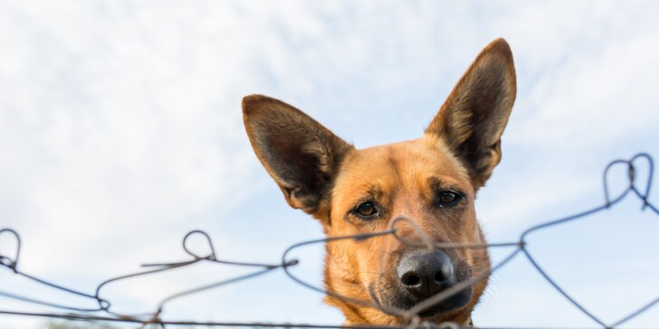 Pomôžte psíkom, ktorí prichádzajú z ulice do útulku UVP