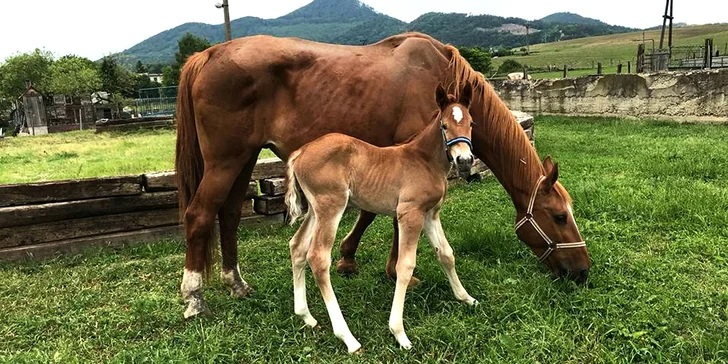 Jazdecké kurzy vrátane teórie pre deti a dospelých, ukončené diplomom a medailou