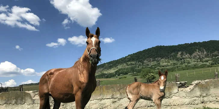 Jazdecké kurzy vrátane teórie pre deti a dospelých, ukončené diplomom a medailou