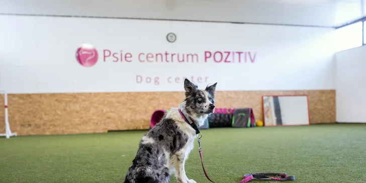 Absolvujte základný výcvik a zistite, ako pochopiť svojho psa!