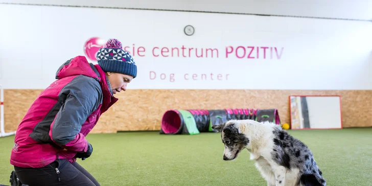 Absolvujte základný výcvik a zistite, ako pochopiť svojho psa!