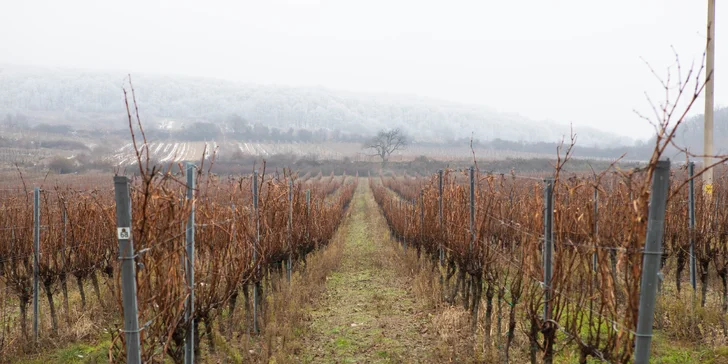 Elesko wine park - luxusné apartmány v lone viníc