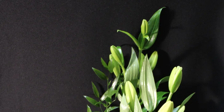 Kytica alebo flower box pre každú príležitosť s možnosťou donášky